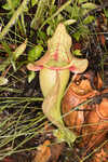 Purple pitcherplant